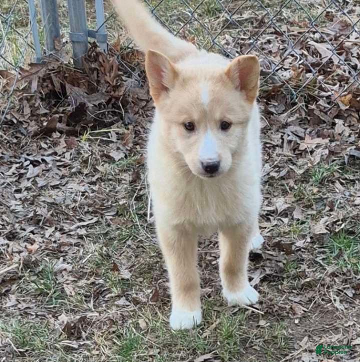 Pomsky dogs Jasper  - Ad 38