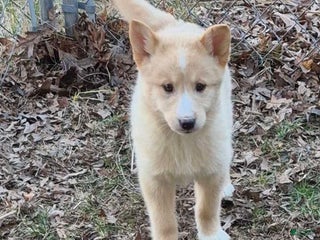 Pomsky dogs for sale: Jasper - Ad 1