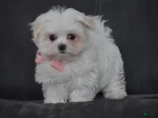 Maltese dogs Rosie - Ad 5