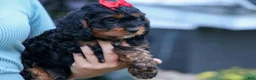 Cavapoo dogs for sale: Wilson 🐾 - Ad 14