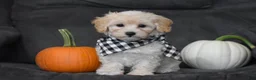 Maltipoo dogs for sale: Mia - Ad 6