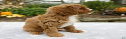 Cavapoo dogs for sale: Tessa - Ad 6