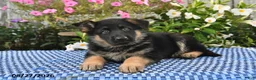 German Shepherd dogs for sale: Archie - Ad 4