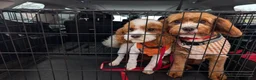 Cavapoo dogs for sale: Pondo (male Cavapoo) - Ad 4