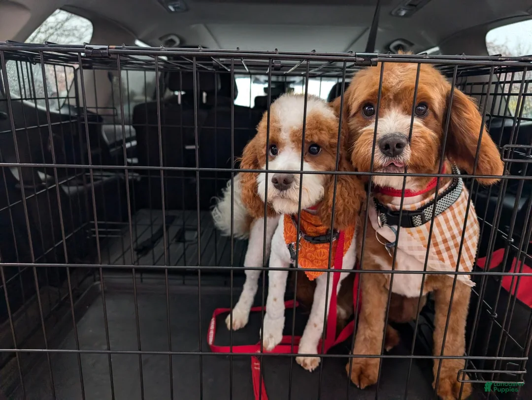 Cavapoo dogs for sale: Pondo (male Cavapoo) - Ad 4