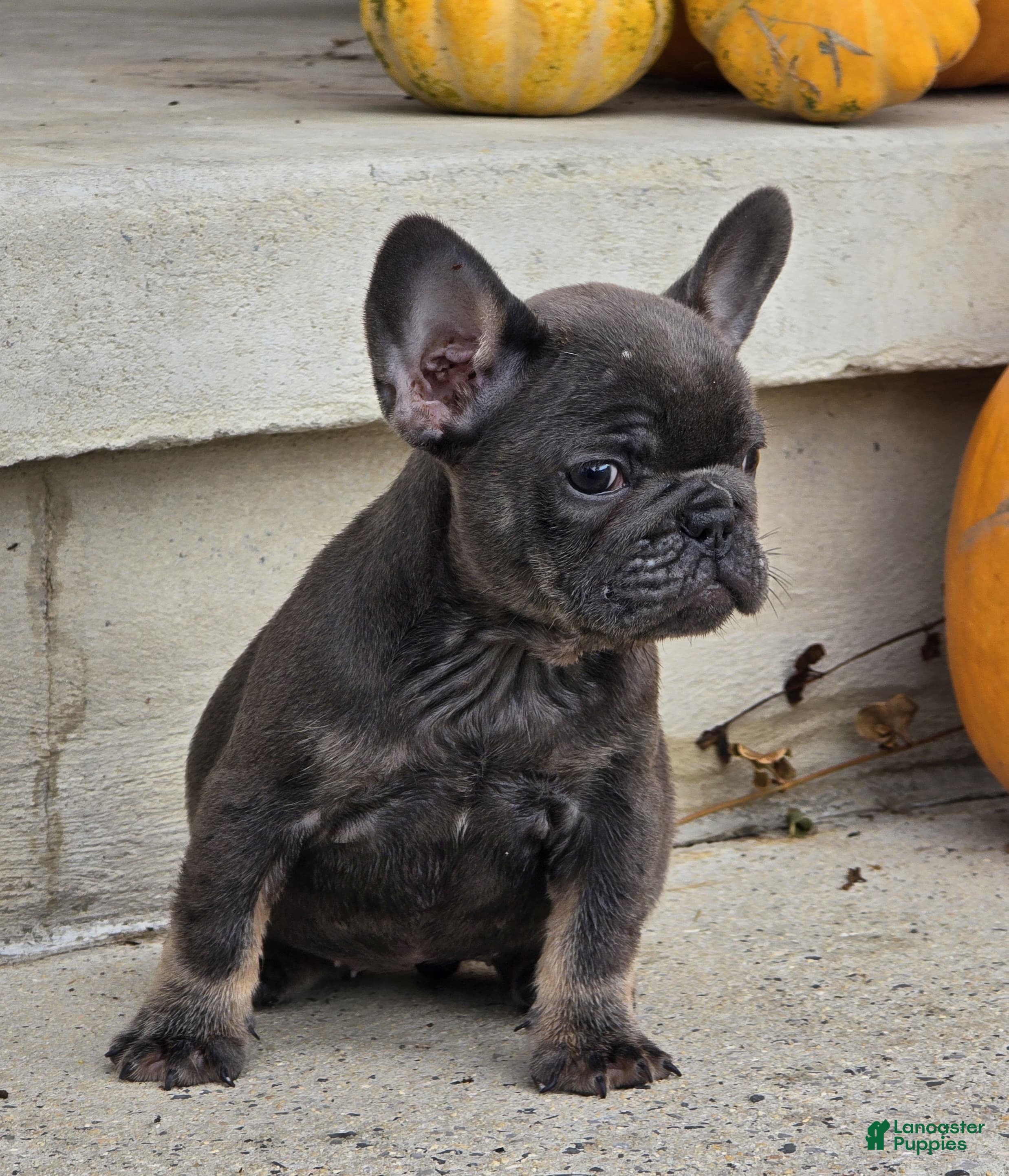 French Bulldog dogs French Bulldog 1 - Ad 1