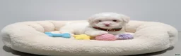 Maltipoo dogs for sale: TEDDY - Ad 3