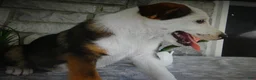 Mixed Breed dogs for sale: Mixed Breed 2 Tiger - Ad 4