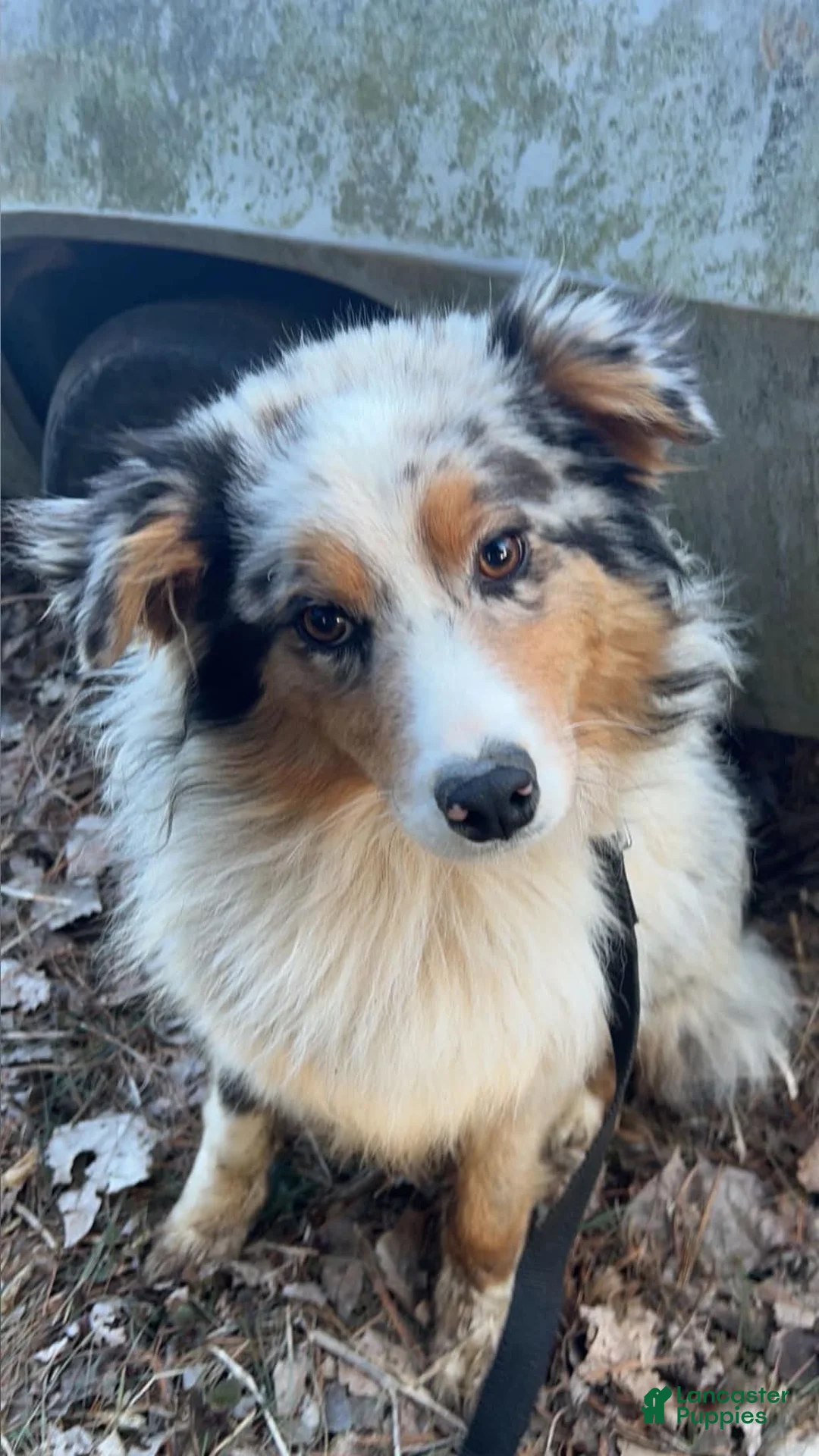 Australian Shepherd dogs for sale: Banjo - Ad 4