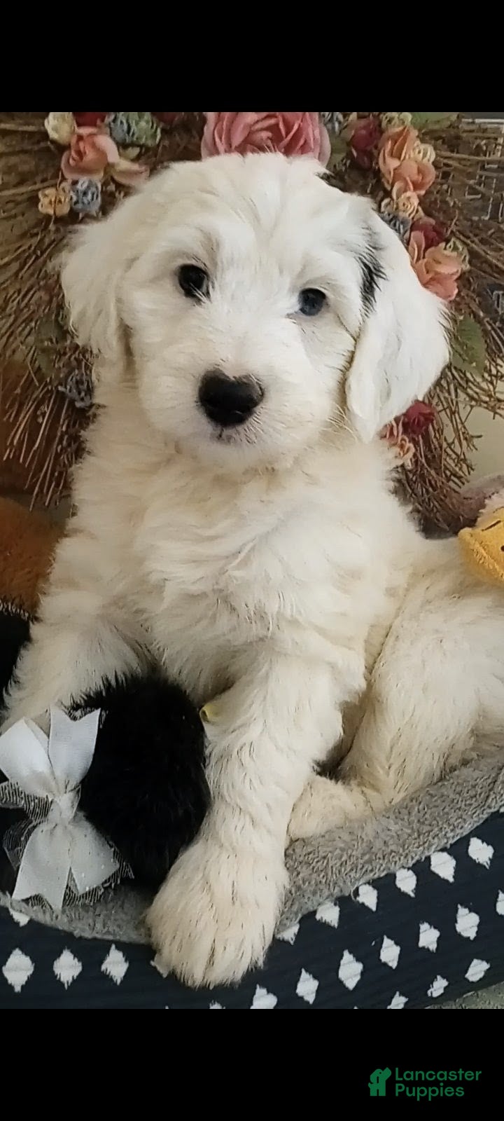 Sheepadoodle dogs for sale: Angel - Ad 4