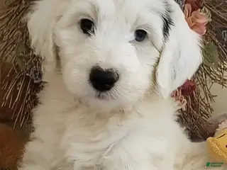 Sheepadoodle dogs for sale: Angel - Ad 4