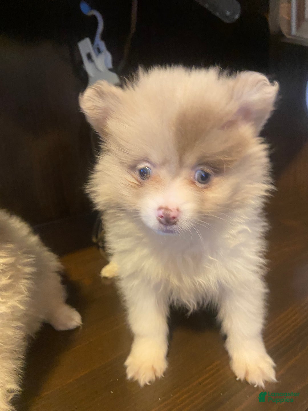 Pomeranian dogs for sale: Pomeranian Puppy 1 - Ad 6