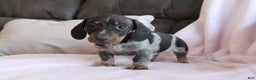 Miniature Dachshund dogs for sale: Miniature Dachshund Puppy 1 - Ad 4