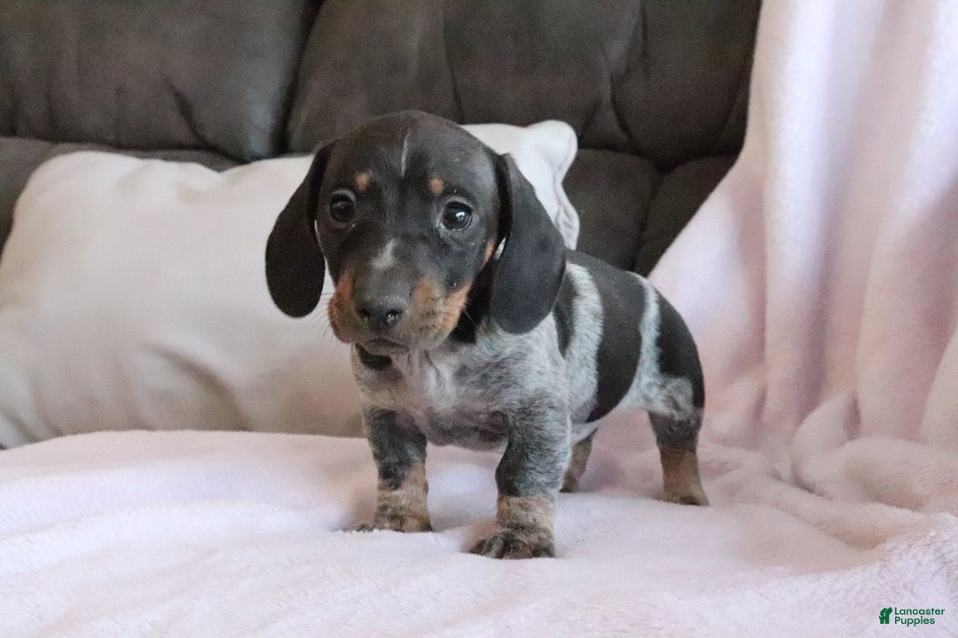 Miniature Dachshund dogs for sale: Miniature Dachshund Puppy 1 - Ad 4