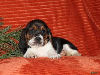 Basset Hound dogs Smiley - Ad 1