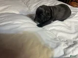 Cane Corso Puppy 5