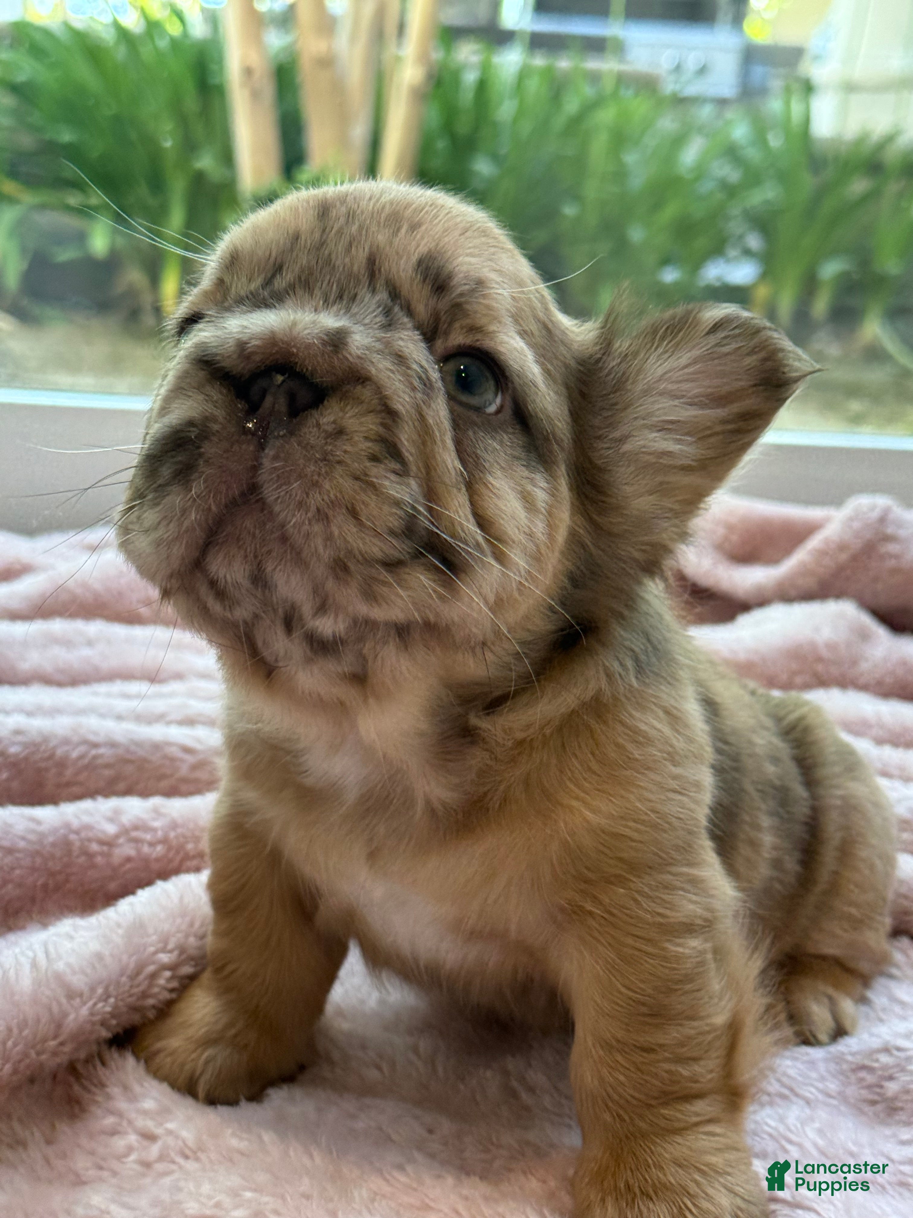 French Bulldog dogs French Bulldog Puppy 2 - Ad 2