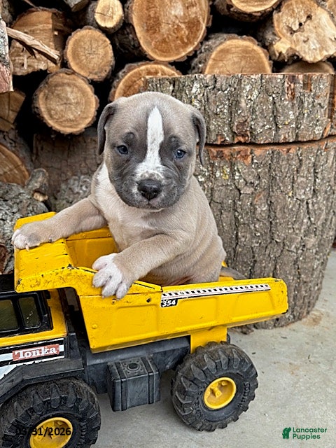 Mixed Breed dogs Sullivan - Ad 2