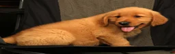 Golden Retriever dogs for sale: Tyler - Ad 8