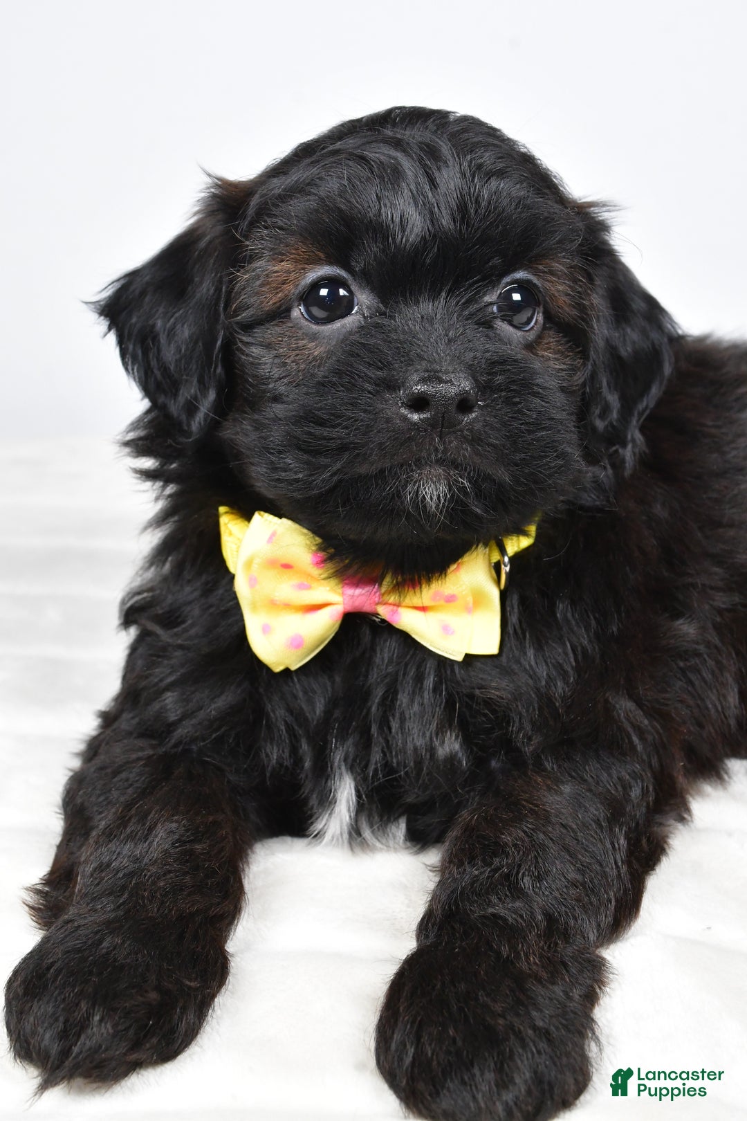 Shihpoo dogs for sale: Ike  - Ad 8