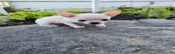 Chihuahua dogs for sale: Chihuahua Girl - Ad 5