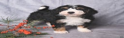 Bernedoodle dogs for sale: Champ  - Ad 4