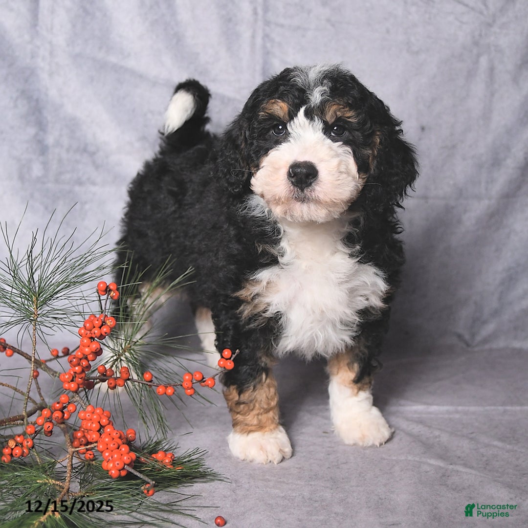 Bernedoodle dogs for sale: Champ  - Ad 4