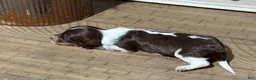 Miniature Dachshund dogs for sale: The Painted Primrose - Ad 4