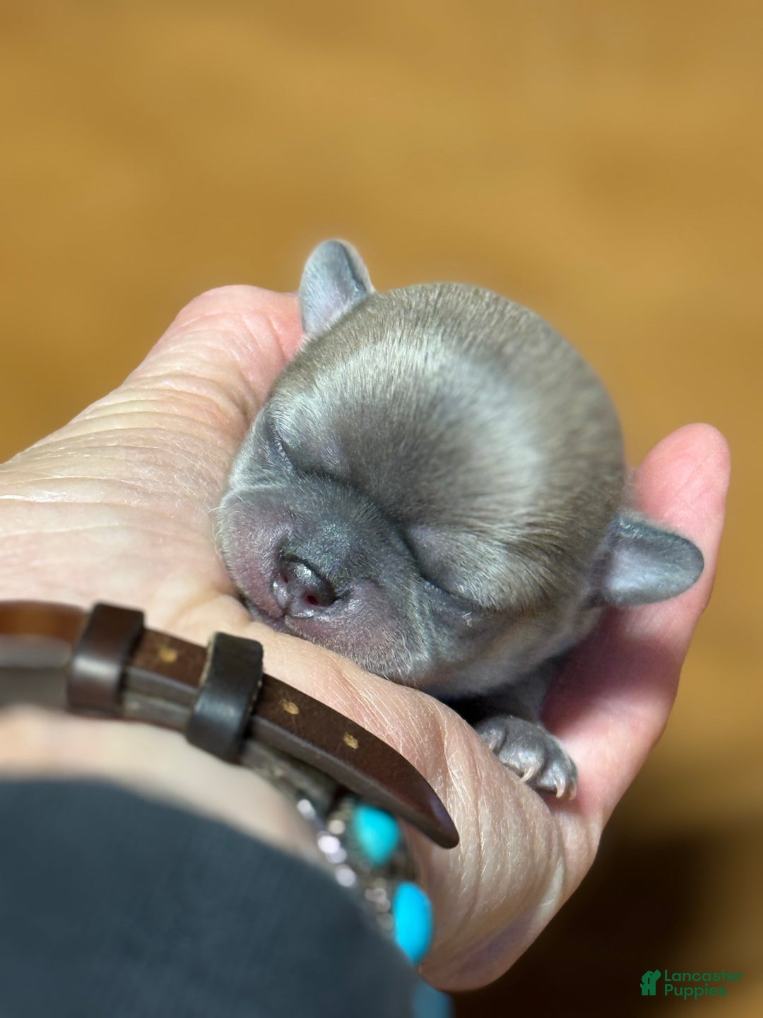 Chihuahua dogs for sale: Bandito - Ad 2