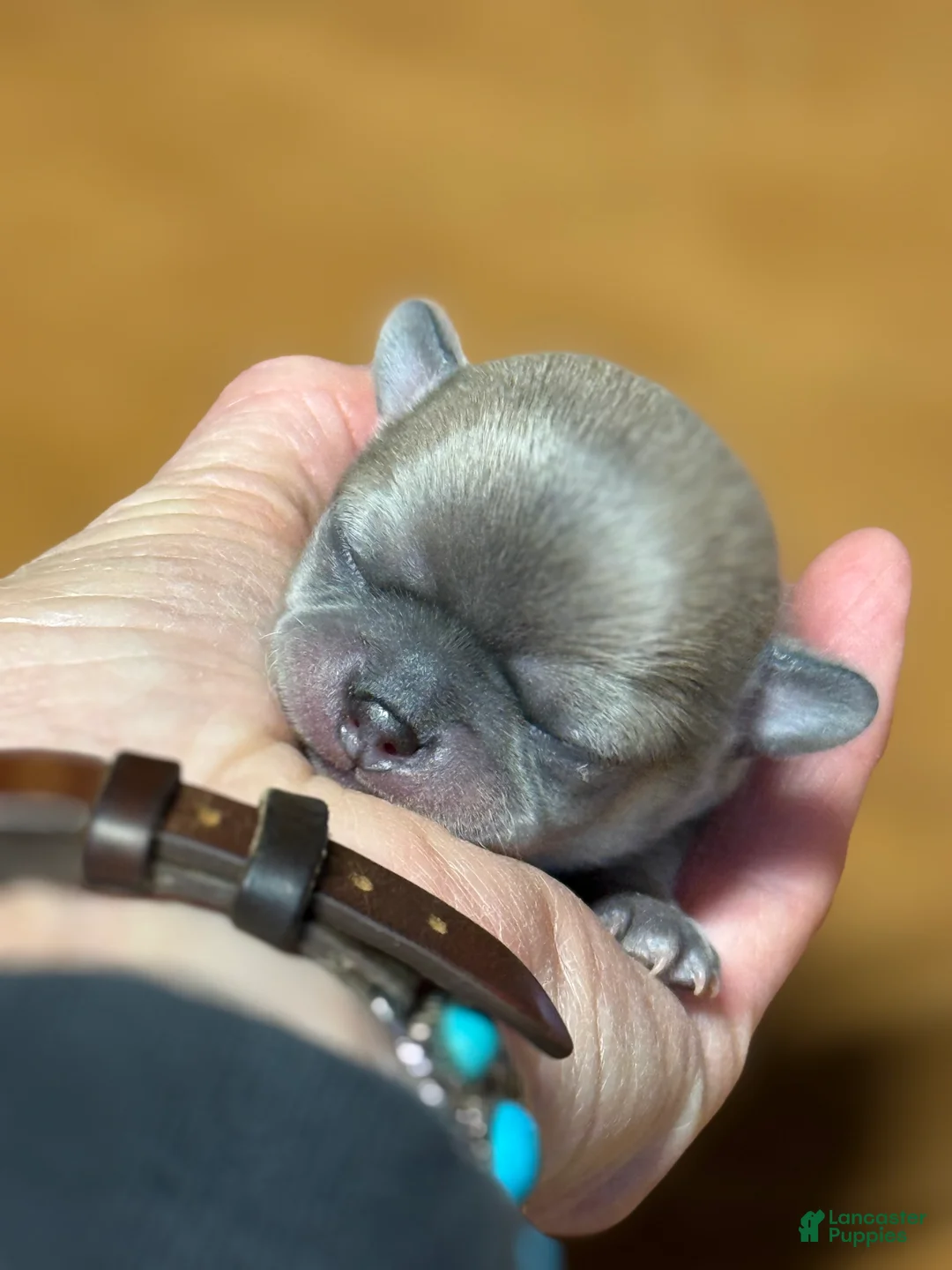 Chihuahua dogs for sale: Bandito - Ad 2