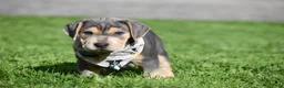 Beabull dogs for sale: Hank - Ad 6