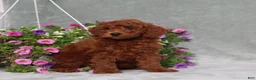 Miniature Poodle dogs for sale: Destiny - Ad 5