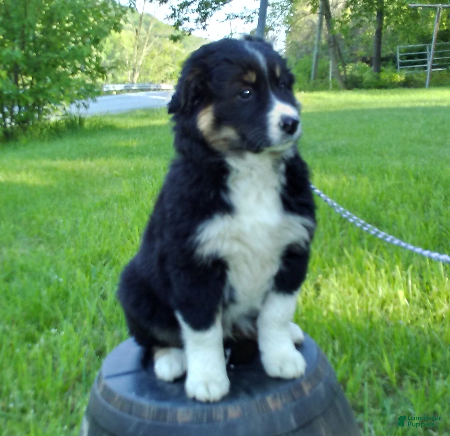 Australian Shepherd dogs Mitch - Ad 1