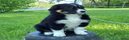 Australian Shepherd dogs for sale: Mitch - Ad 1
