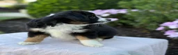 Miniature Australian Shepherd dogs for sale: Auggie - Ad 4