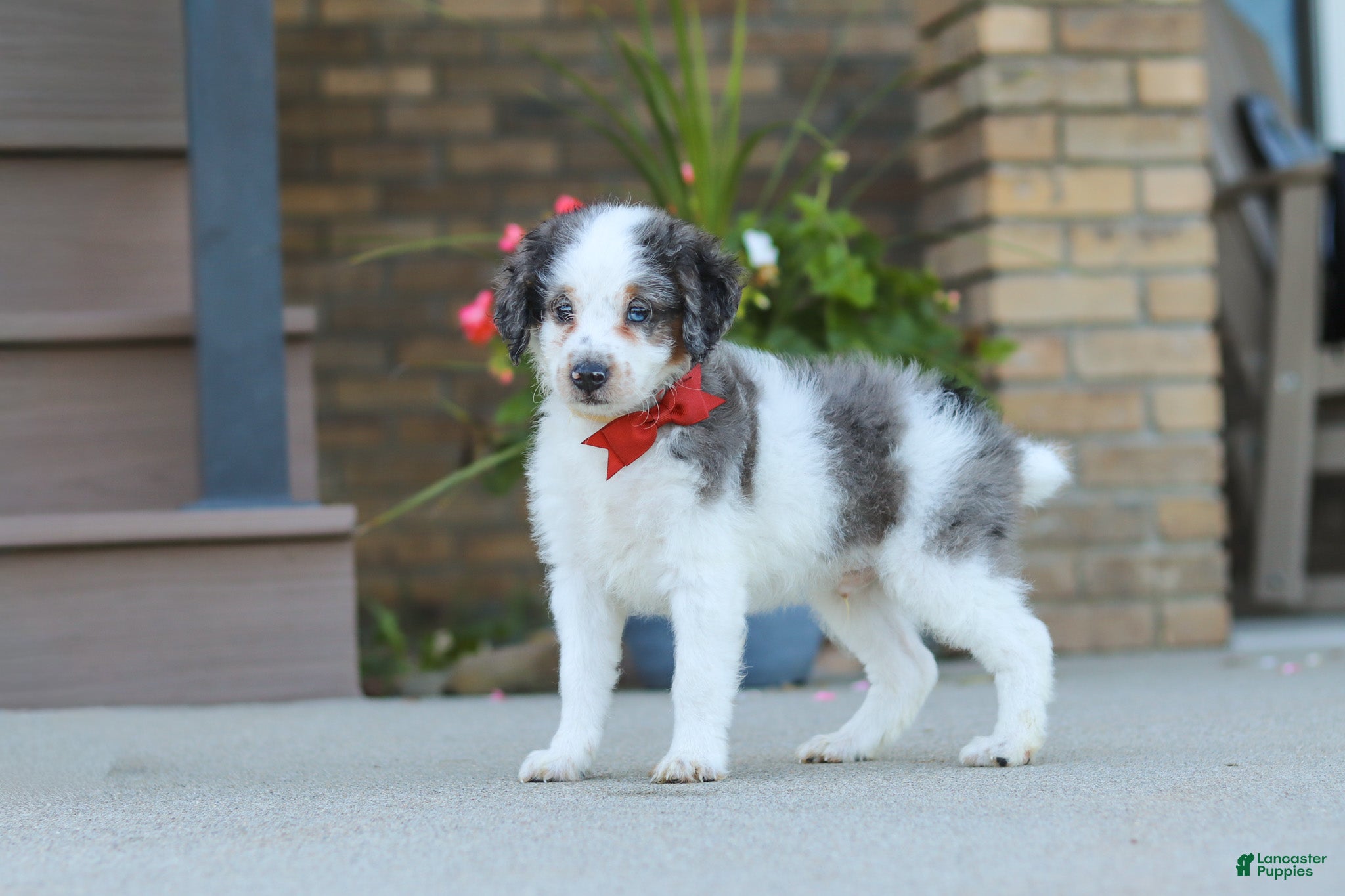 Mini Bernedoodle dogs Huck - Ad 1