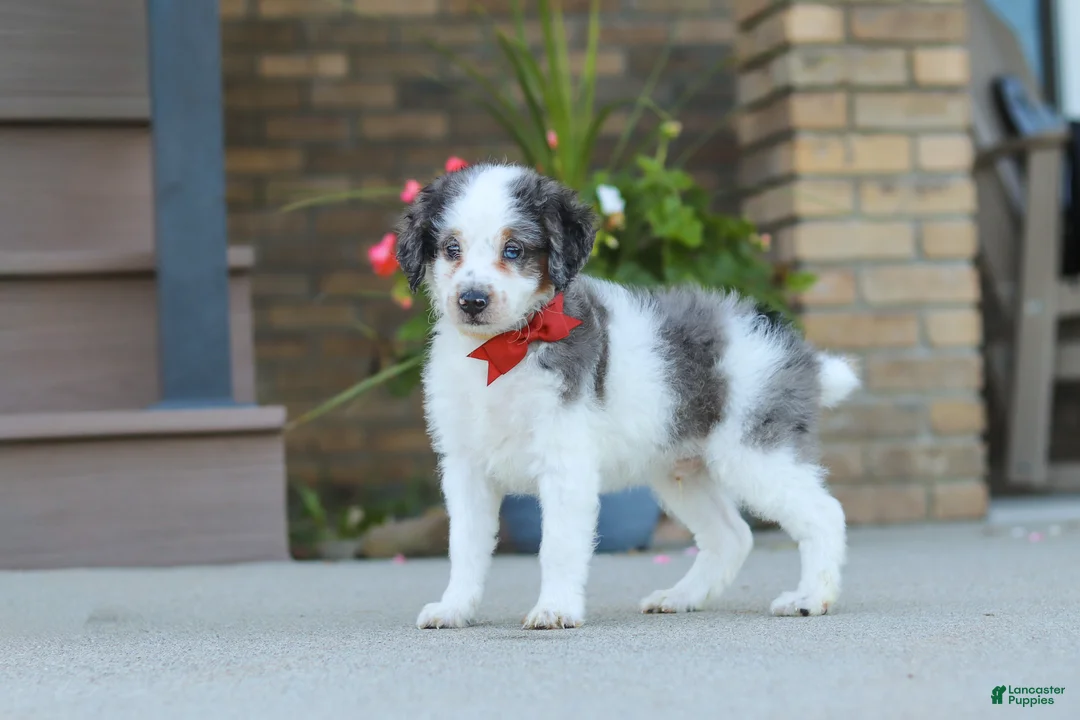 Mini Bernedoodle dogs for sale: Huck - Ad 1