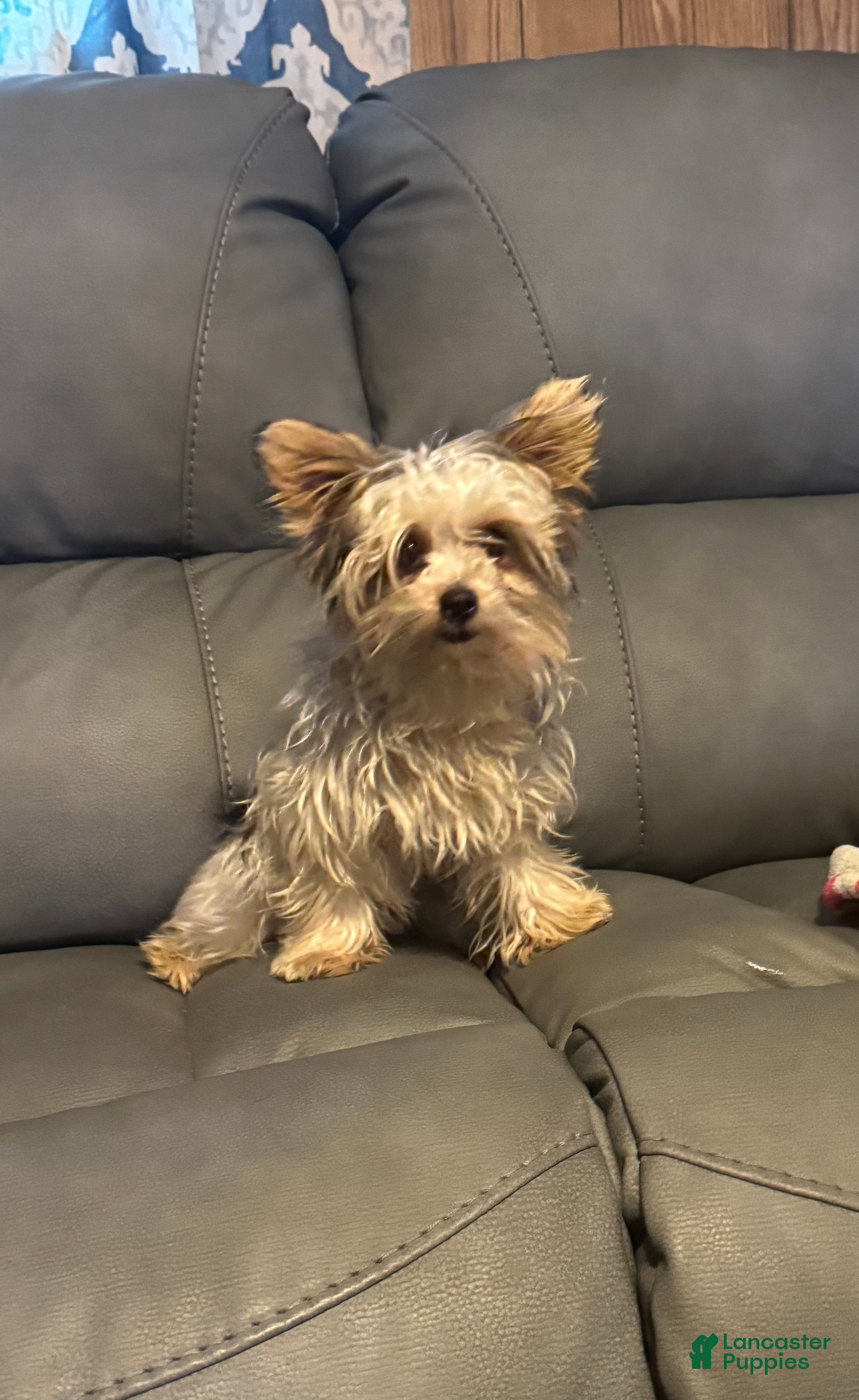 Yorkshire Terrier dogs Teacup Winter - Ad 3