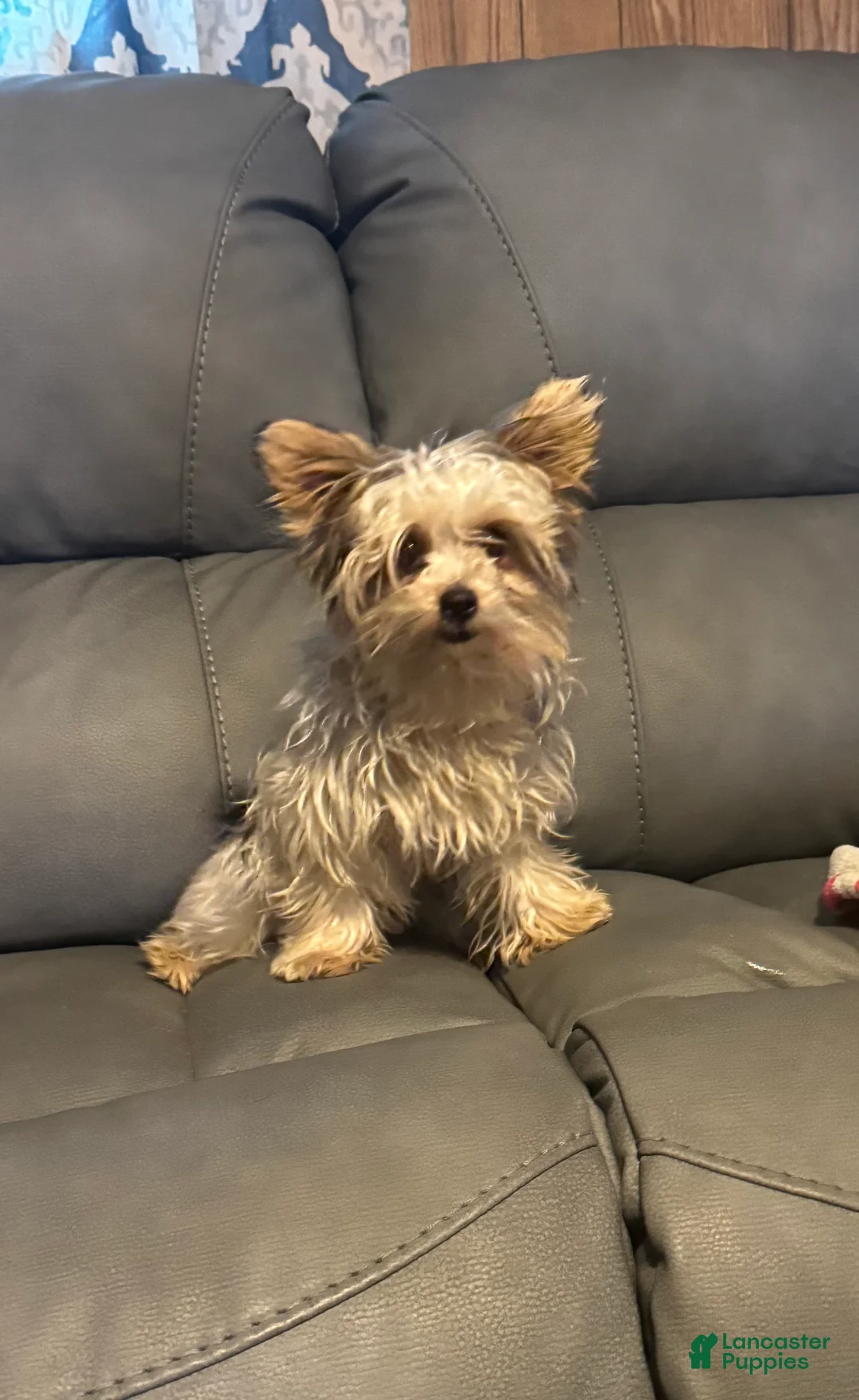 Yorkshire Terrier dogs for sale: Teacup Winter - Ad 1