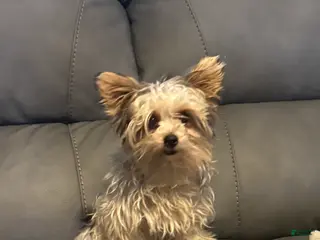 Yorkshire Terrier dogs Teacup Winter - Ad 3