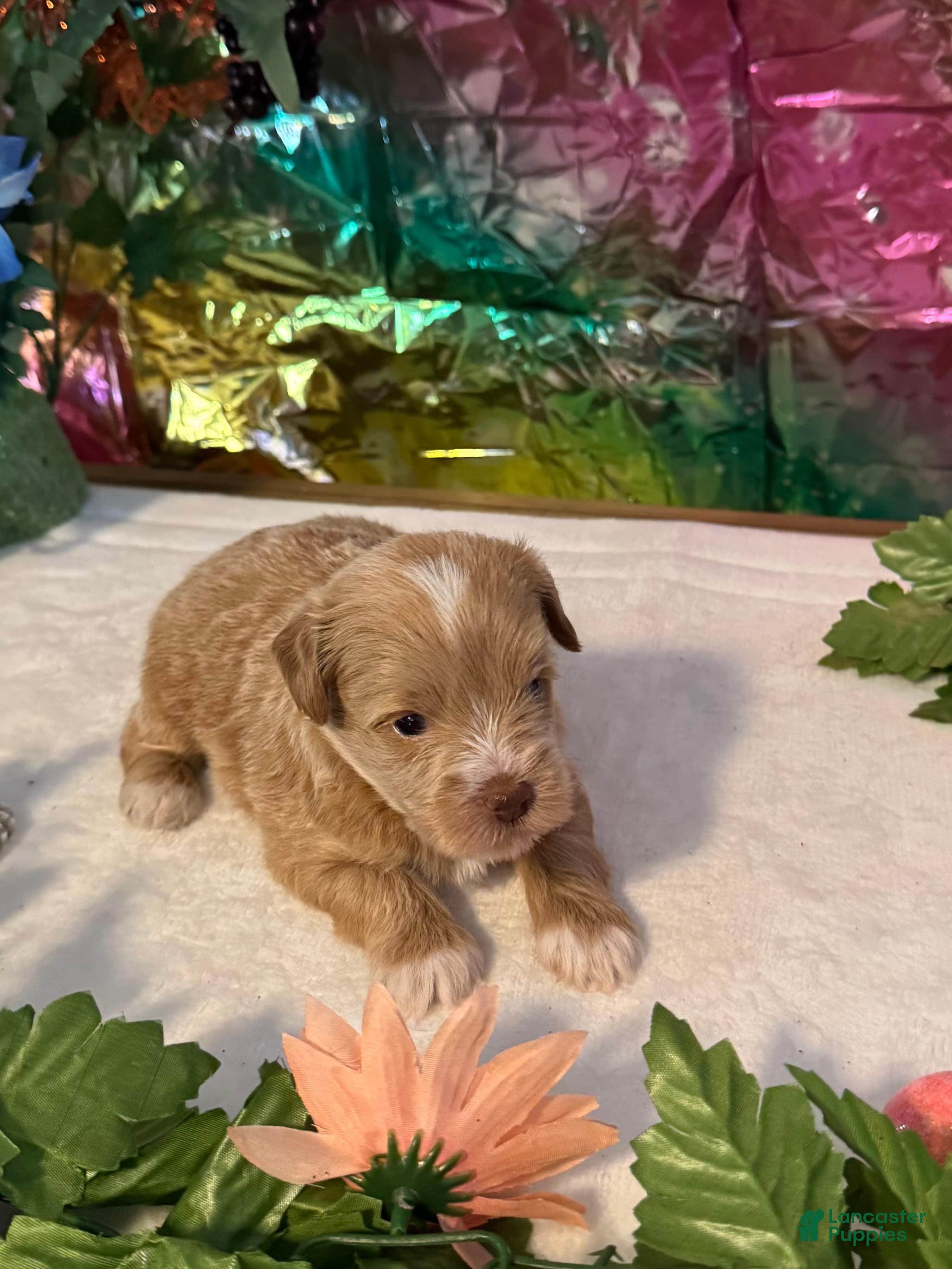 Miniature Schnauzer dogs Flash - Ad 2