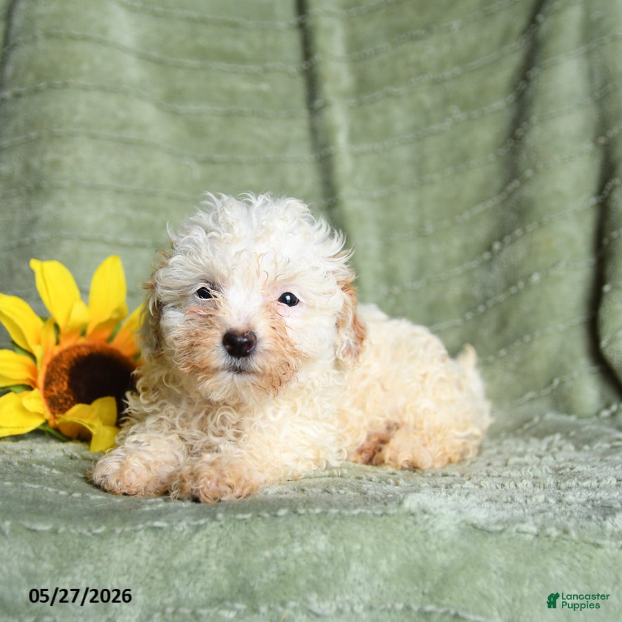 Toy Poodle dogs Kay  - Ad 2