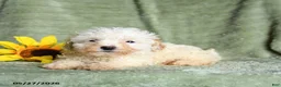 Toy Poodle dogs for sale: Kay  - Ad 2