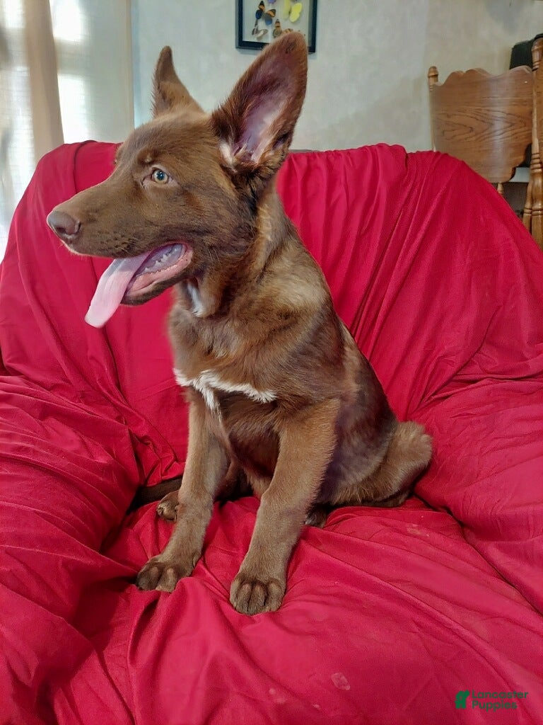 German Shepherd dogs for sale:  Liver Male  - Ad 2