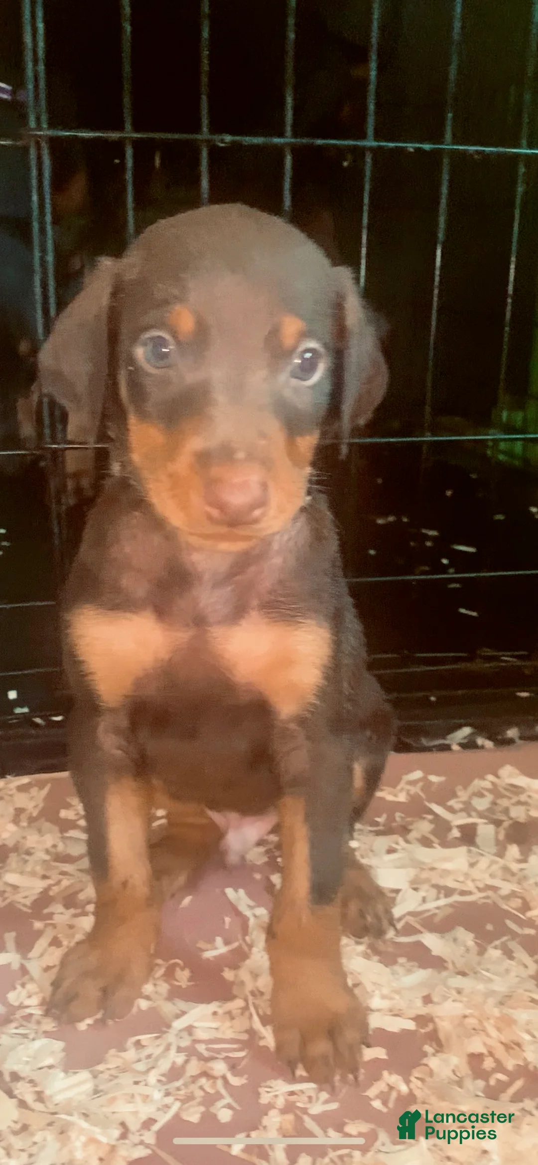 Doberman Pinscher dogs for sale: Gray Collar  - Ad 2