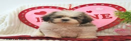 Shih Tzu dogs for sale: Remi  - Ad 3
