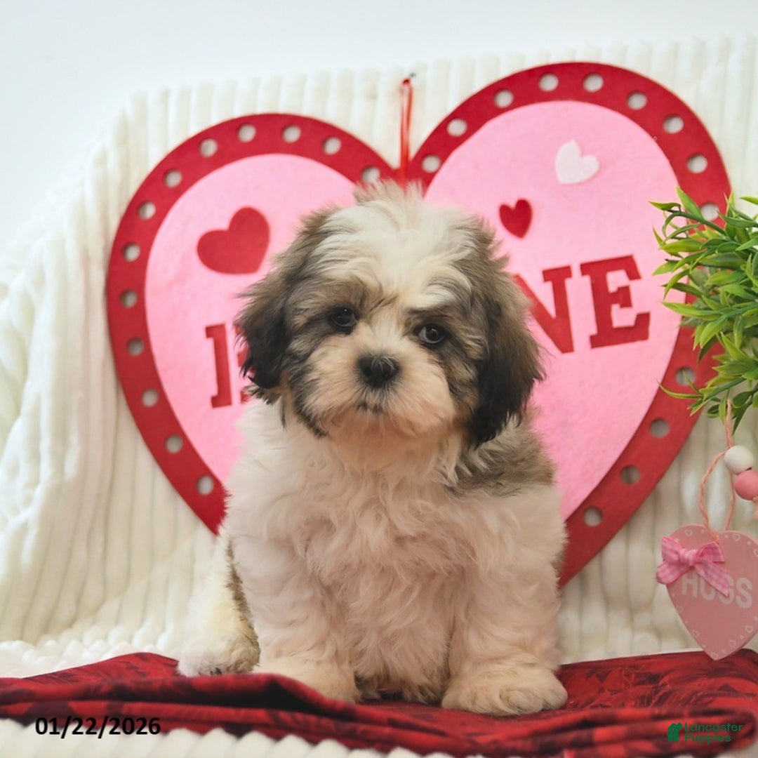 Shih Tzu dogs for sale: Remi  - Ad 3