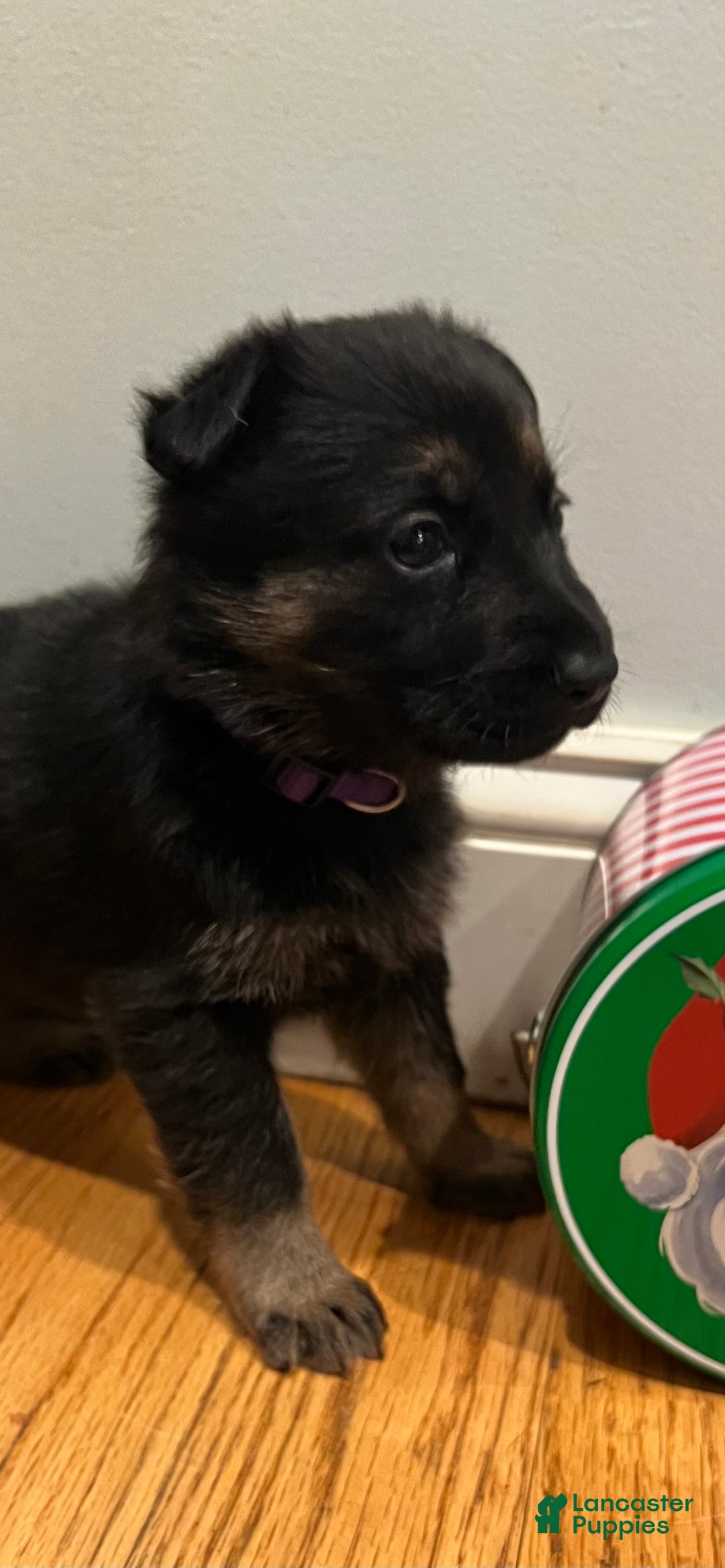 German Shepherd dogs for sale: Bonnie- German Shepherd Puppy  - Ad 2