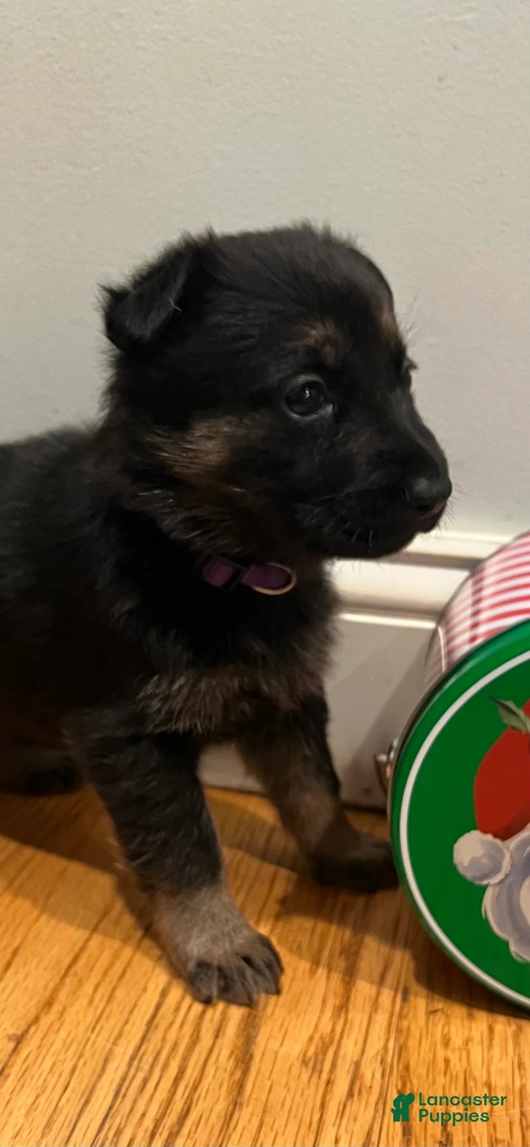 German Shepherd dogs for sale: Bonnie- German Shepherd Puppy  - Ad 8