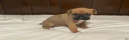 Boxer dogs for sale: Big Boy - Ad 10